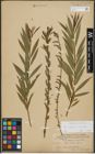 Foto von Salix purpurea L. x Salix viminalis L.
